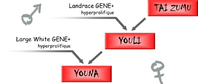 Figure 1 : Présentation de la truie parentale Youna commercialisée (GENE+)  