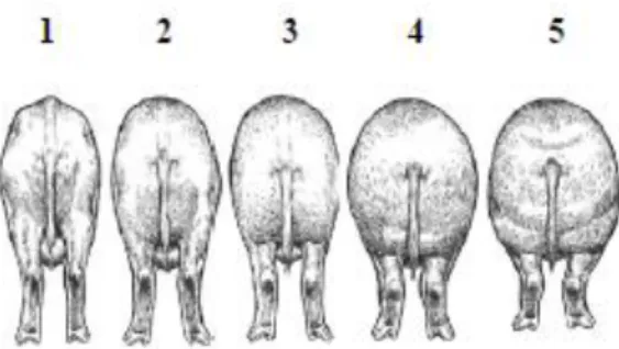 Figure 14: Grille de notation visuelle de l'état corporel des truies  (Plourde, 2007) 