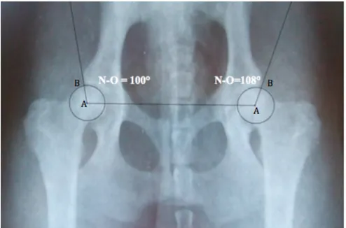 Figure 1 : Radiographies de dépistage de la dysplasie de la hanche chez le chien   (Service Chirurgie de la Clinique Alliance de Bordeaux 2013) 
