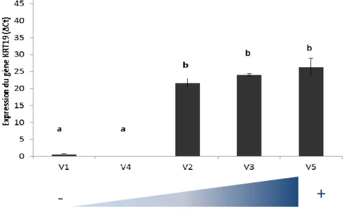 Figure 8b : Evolution de l’expression du gène KRT19 en fonction de la production laitière en B1