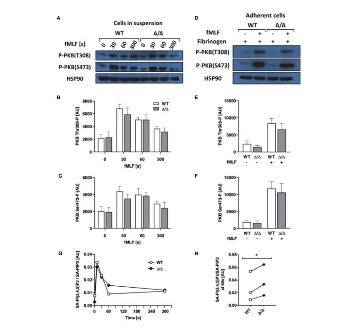 FIGURE 6 | SHIP2 D/D has no major effect on agonist-stimulated PKB phosphorylation or PIP3 production
