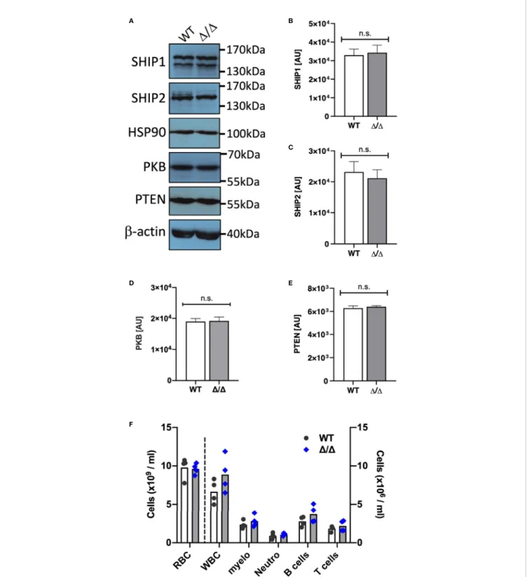 FIGURE 1 | SHIP1/2 and PTEN expression is not affected in Ship2 D/D mice. Neutrophils from wild-type (WT) and Ship2 D/D (D/D) mice were tested for SHIP1, SHIP2, PTEN, PKB and loading control (HSP90, b-actin) expression
