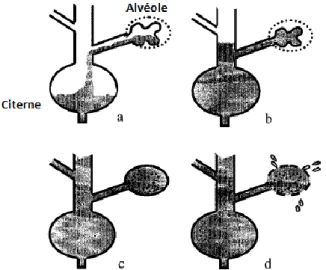 Figure 3 : Modèle de régulation de la production laitière en fonction de la  fréquence de traite (d’après Stelwagen, 2001) 