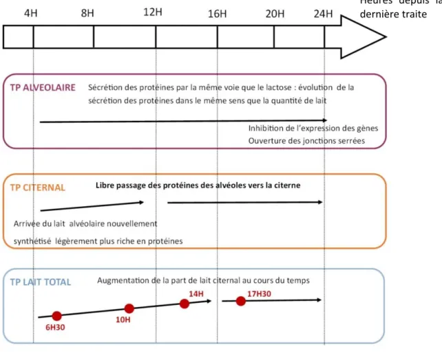 Figure 6 : Evolution du taux protéique des différentes fractions du lait (d’après Ayadi et al., 2004)  Heures  depuis  la dernière traite 