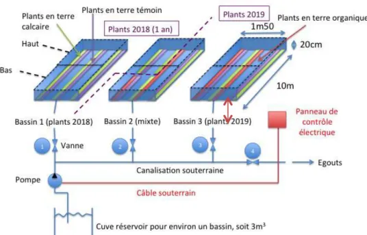 Figure   12:   Schéma   de   synthèse   du   dispositif   expérimental   (Source   :   Paul   Rouanet)                   Plants   calcaires   Plants   témoins    20cm   d’eau   Palissage   