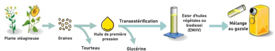 Figure 1: Transestérification d'huile végétale (Ministère de la Transition Ecologique, 2020) 