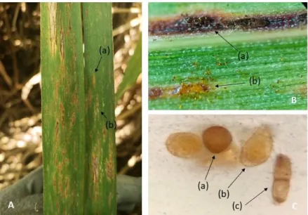 Figure 3  – Observations macroscopiques  et  microscopiques  de  la  rouille  orangée