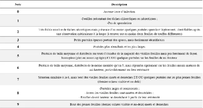 Tableau 4 - Echelle de notation utilisée pour l'évaluation de la sévérité de la rouille orangée  adaptée de celle de Tai et al., (1981)