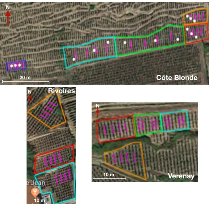 Figure 2: Disposition des placettes et des tensiomètres sur les parcelles d’essais de la  Blonde, des Rivoires et Verenay  