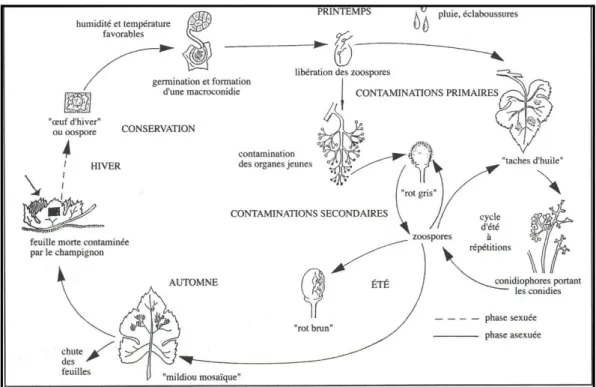 Figure 1. Cycle  épidémiologique du mildiou de la vigne 