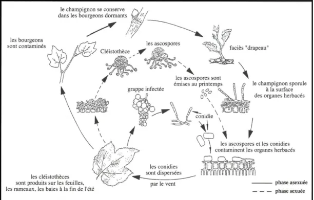 Figure 2. Cycle épidémiologique de l’oïdium 