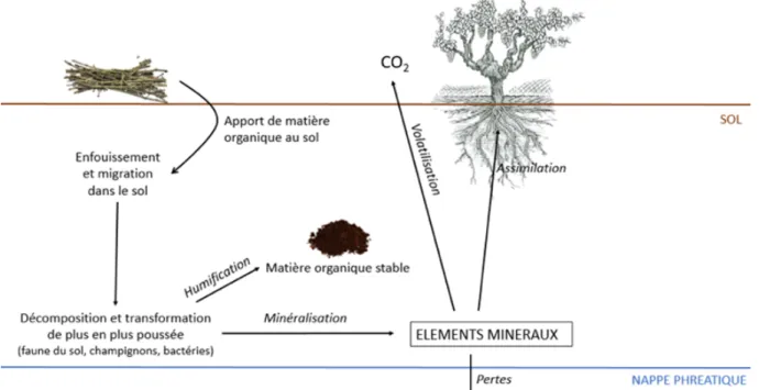 Figure 7 - Cycle du carbone dans le sol (schéma personnel) 