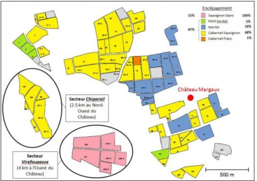 Figure 1 : Répartition géographique du parcellaire et encépagement du Château Margaux