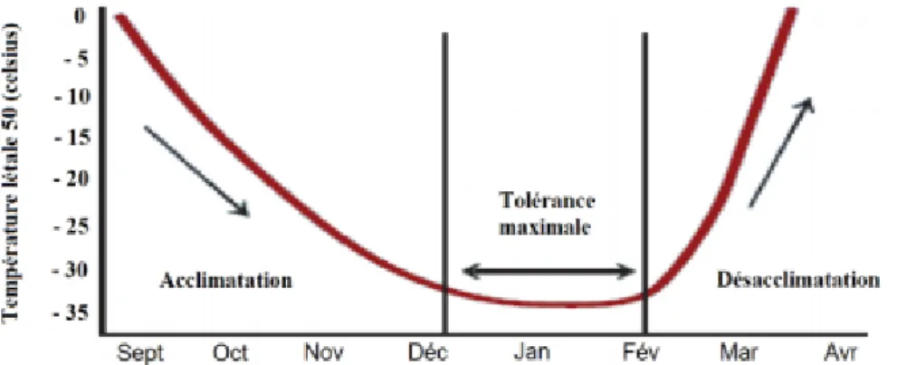 Figure 7 : Variation de la température létale de la vigne au cours de l’année (Winter Injury to grapevine, Bulletin E2930,  Michigan State University) 