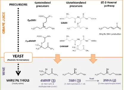Figure 12 : Voies de biogénèse de thiols variétaux dans les vins  (Source : Rolland et al., 2012) 
