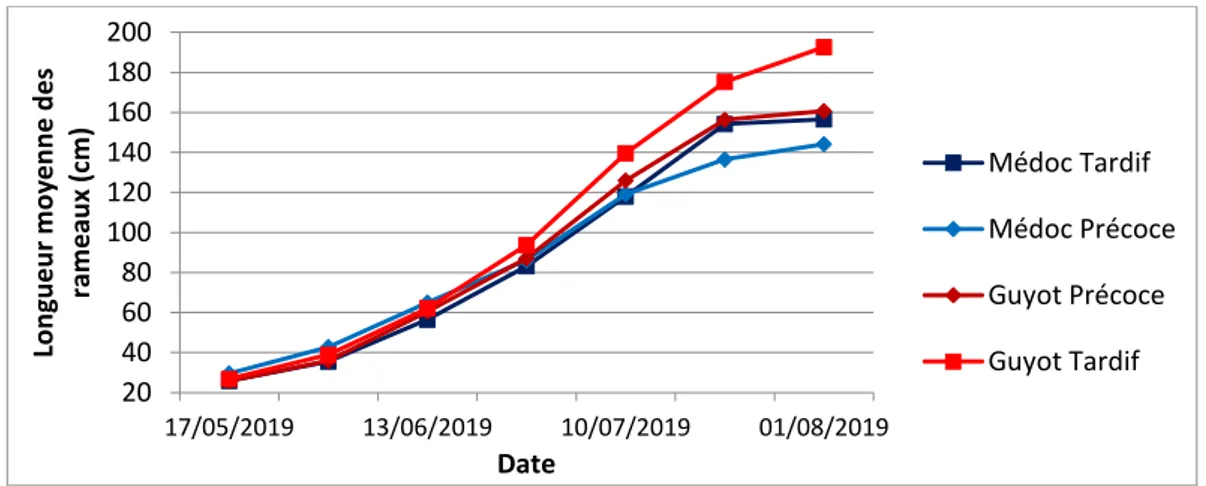 Figure 19 : Evolution de la longueur moyenne des rameaux entre le 17-mai et le 01-août sur 4 modalités de taille