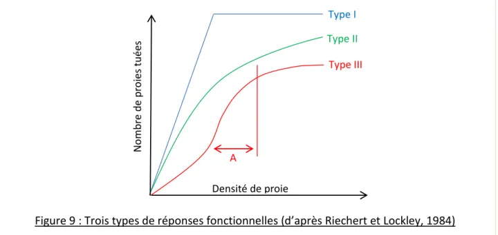 Figure 9 : Trois types de réponses fonctionnelles (d’après Riechert et Lockley, 1984)  Type  I :  le  nombre  de  proies  tuées  est  proportionnel  à  la  densité  de  proie  puis  atteint  un  seuil 