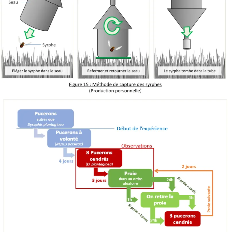 Figure 16 : Déroulement de l’expérience 