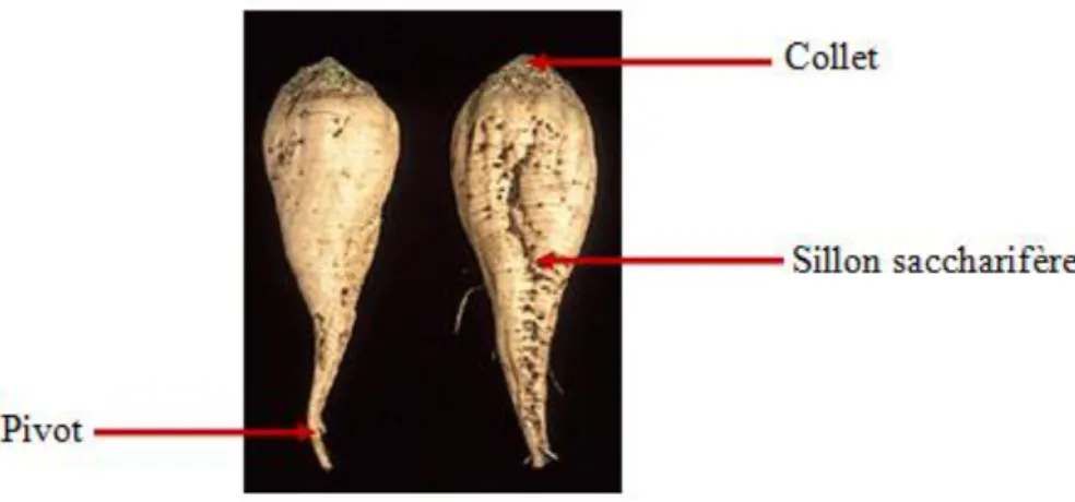 Figure 1: Photo représentant l'anatomie d'une betterave sucrière   (Source : United States Department of Agriculture) 