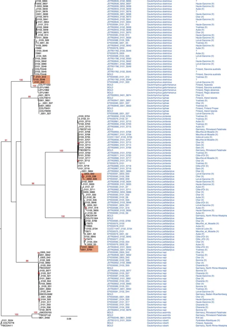 Figure 15 : Phylogramme des relations entre neuf espèces de Ceutorhynchus (séquences BOLD incluses) obtenu par Maximum  de Vraisemblance à partir des gènes mitochondriaux (CO1)