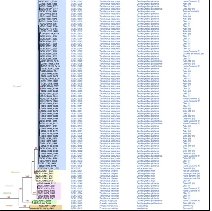 Figure 17 : Recadrage du phylogramme des hyménoptères parasitoïdes autour des 5 groupes de Tersilochinae