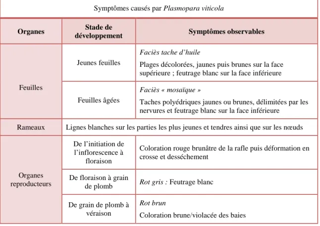Tableau 1 : Expression des symptômes du mildiou de la vigne en fonction du type d’organe et du stade de  développement (Dubos B., 2002) 