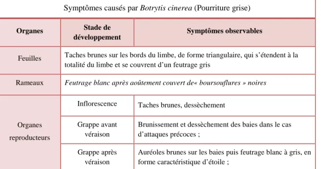 Tableau 2 : Expression des symptômes du Botrytis de la vigne en fonction du type d’organe et du stade de  développement (Dubos B., 2002) 