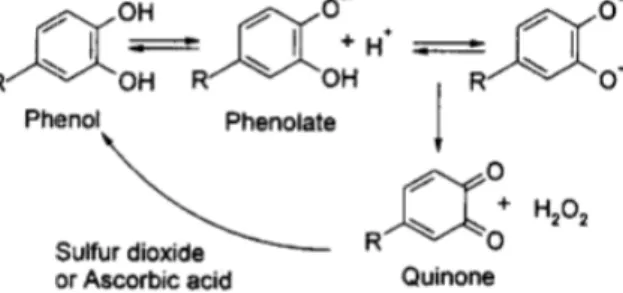 Figure 10: Effet de l'anhydride sulfureux et de l'acide ascorbique sur les quinones (Waterhouse et Lauri