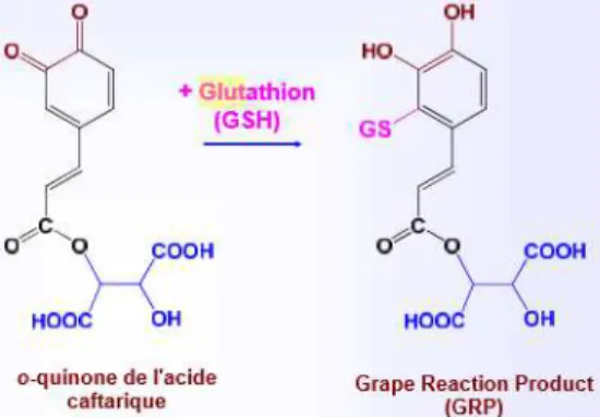 Figure 12 : Réaction d'addition nucléophile du glutathion sur une quinon