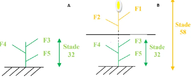 Tableau 7.11 – Description des étages foliaires de l’orge (A) au stade 32, (B) au stade 58 (CADCO 4 ) 