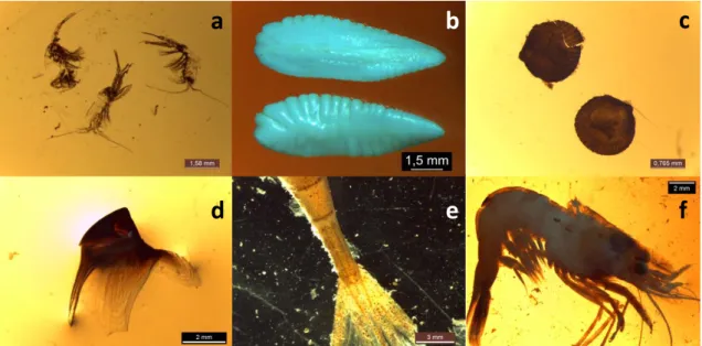 Figure 3: Photographs taken during gut contents identification a: pelagic Copepoda (scale = 1.6 mm), b: blue whiting  Micromesistius  poutassou  otoliths  (1.5  mm),  c:  bivalve  Cardiidae  (0.8  mm),  d:  cephalopod  beak  (2  mm),  e:  shrimp  Crangon a