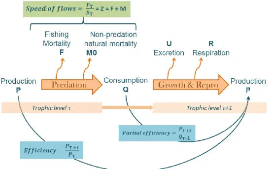 Figure 5 : Predation process with all the kind of loss occurring in the energy transmission  between the prey and  its predator (adapted from Gascuel et al., 2008) 