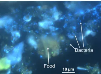 Fig. 7 Munidopsis  andamanica from Solomon Islands. DAPI-stain- DAPI-stain-ing of the bacteria XuorescDAPI-stain-ing in blue inside the gut content