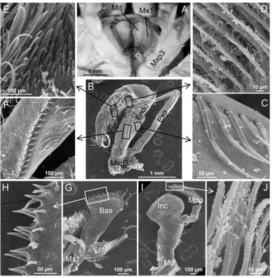 Fig. 2 Munidopsis andamanica from Vanuatu. Mouthparts. a Ventral view of the mouthparts, b–f general view and details of the left third maxilliped,  c serrate setae on the ischiopodite, d papposerrate setae carpopodite, e serrate setae on the propodite, f 
