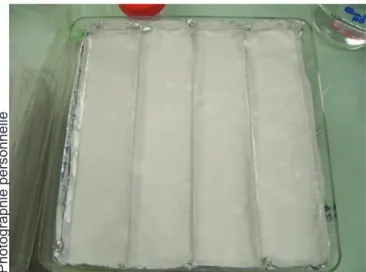 Figure  24 :  Boîte  en  plastique  rigide  (23  x  23  cm)  dans  laquelle  sont  disposées  verticalement  4  barquettes en aluminium (22 x 5,5 cm), chacune tapissées d’une bande de papier-filtre humectée par 3  ml d’eau déminéralisée stérile