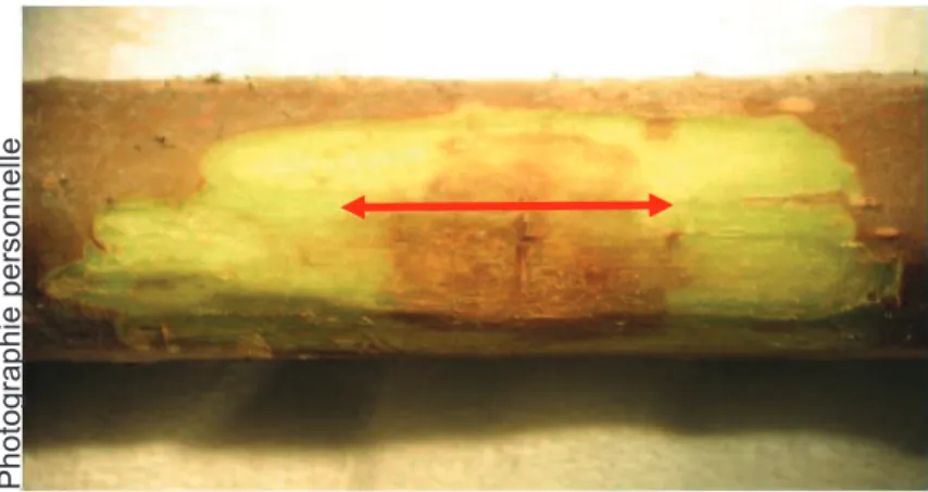 Figure 28 : Nécrose observée sur un rameau d’Actinidia chinensis ‘Jintao’ après 19 jours d’incubation et  suppression de  l’épiderme supérieur