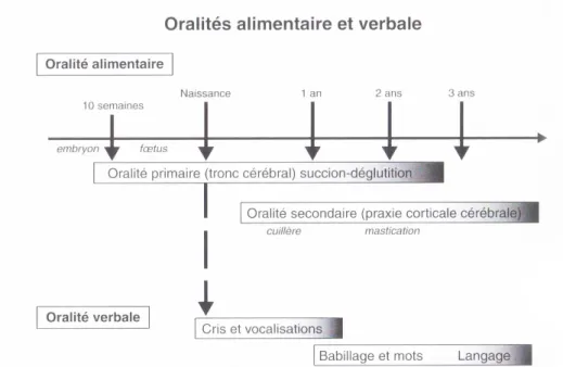 Graphique 1 : Diagramme de l’évolution temporelle, du fœtus à l’enfant, des oralité  alimentaires (primaire et secondaire) et verbales (Couly, 2010) 