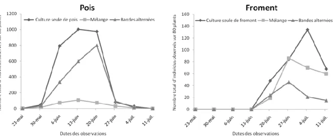 Figure 9.3 – Evolution des populations de pucerons observées sur les plantes de froment et de pois entre le  23 mai et le 11 juillet 2012 (T
