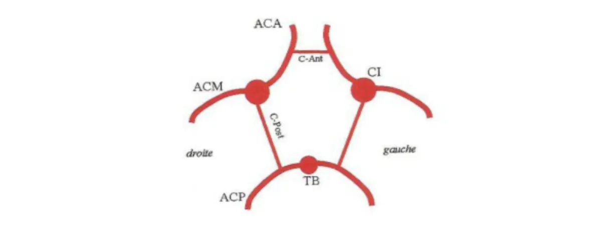 Figure 8 : Schéma du polygone de Willis (vue inférieure). ACA : Artère cérébrale antérieure, ACM : Artère cérébrale moyenne (artère sylvienne), ACP : Artère cérébrale postérieure, CI : Carotide interne, TB : tronc basilaire, C-Ant : communicante antérieure