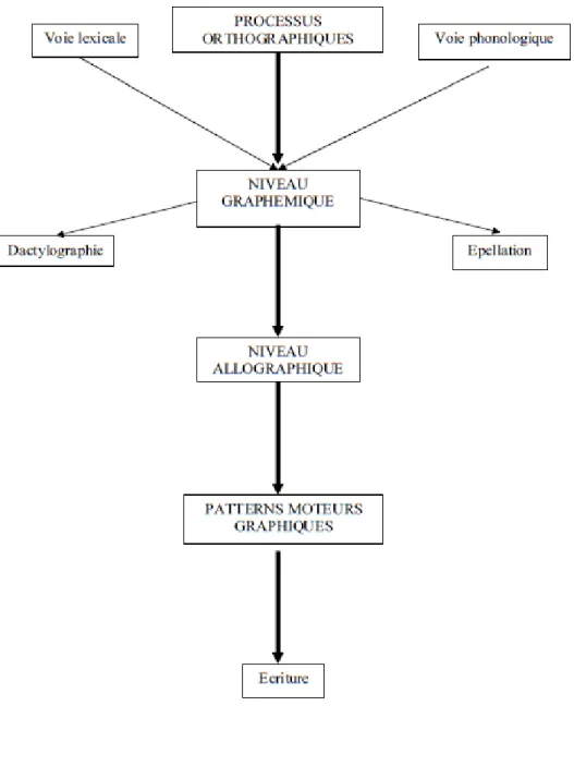 Diagramme schématique des pr ocessus d’écriture selon Ellis (1988), (in Zesiger, 1995) :