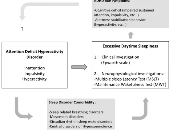 Figure 1 : Modèle TDAH et sommeil (Bioulac et coll., 2015 [13]) 