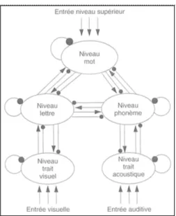 Figure 2 : Le modèle à Activation Intéractive (McClelland &amp; Rumelhart, 1981)  (La version complète : schéma de droite) 