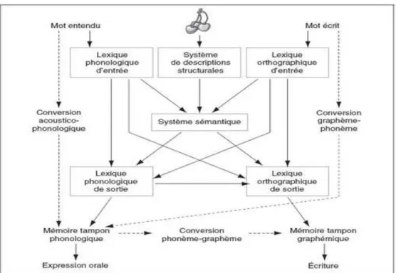 Illustration 1 : Modèle cognitif des traitements lexicaux (Caramazza et Hillis 1990-1995)  (tiré de Lechevalier et coll, 2008, p488) 
