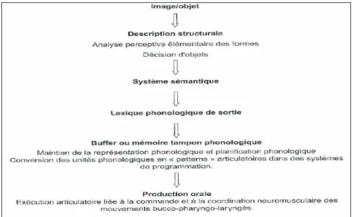 Illustration  3: Processus de dénomination (Chomel et coll., 2010) 