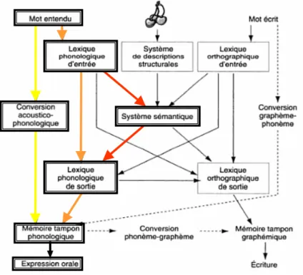 Illustration 4 : processus de répétition adapté au modèle simplifié du système lexical   d’Hillis et Caramazza, (1995) (tiré de Lechevalier et coll, 2008, p488) 