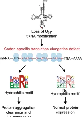 Fig. 8 Proposed model. Loss of U 34 -enzymes invariably determines pausing and accumulation of ribosomes on transcripts rich in XAA codons