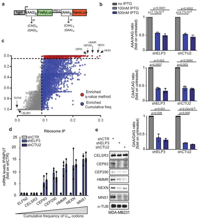 Fig. 1 mRNA codon content predicts translation dependency on U 34 -enzymes. a Schematic representation of the dual-luciferase construct