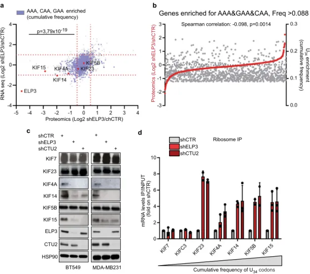 Fig. 2 mRNA codon content poorly predicts protein expression fate upon loss of U 34 -enzymes