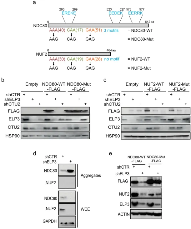 Fig. 6 The presence of hydrophilic motifs discriminates between direct and indirect targets of the U 34 -tRNA modi ﬁ cation pathway