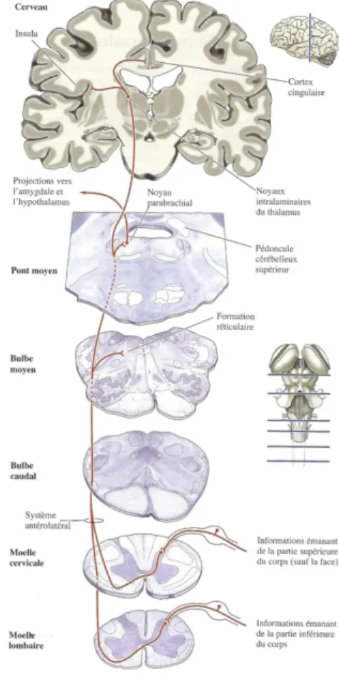 Figure 5 : Voie des aspects affectifs et motivationnels  de  la douleur 
